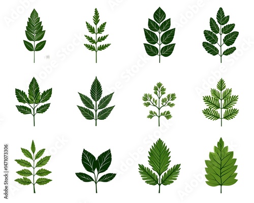 A set of twelve green leaves with various shapes and sizes, isolated on a white background