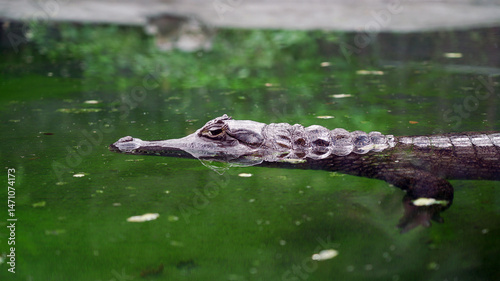 фотографія Caiman crocodilus (spectacled caiman) partially submerge in the water, with its eyes and snout visible above the surface