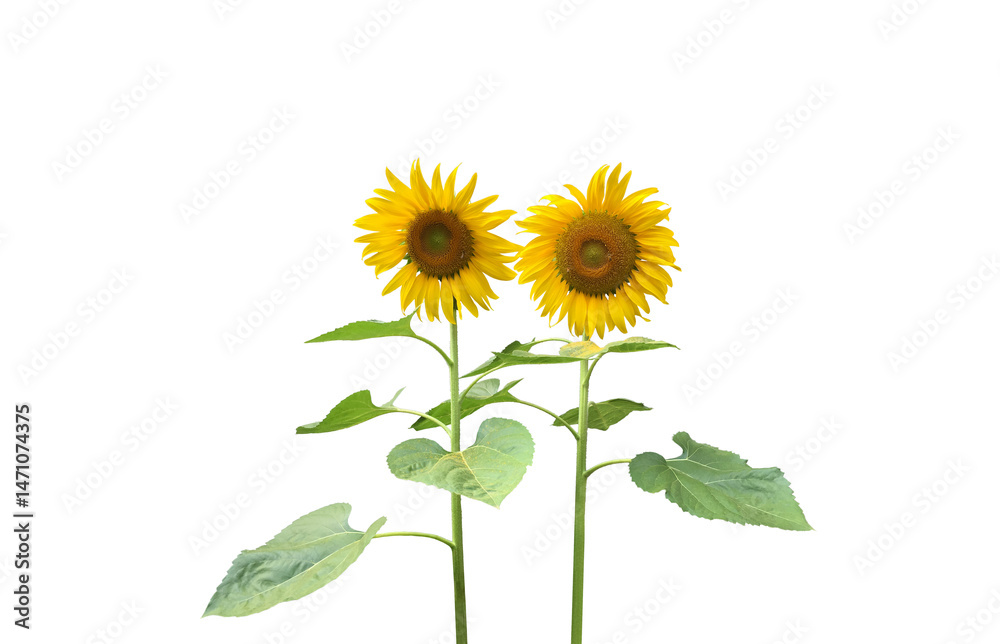 Obraz premium Isolated sunflower plants, flower head, leaf and top on transparent background.