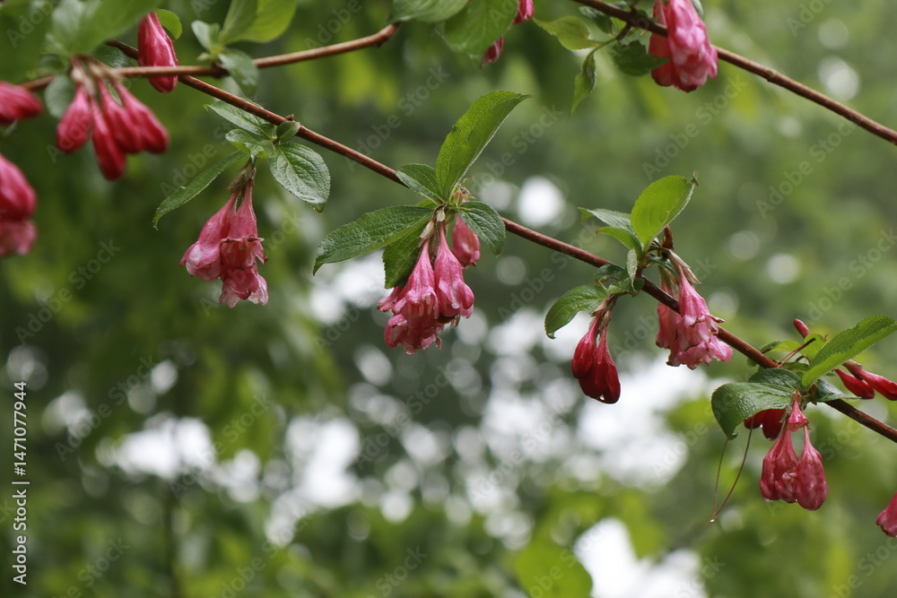 Obraz premium 붉은병꽃나무
