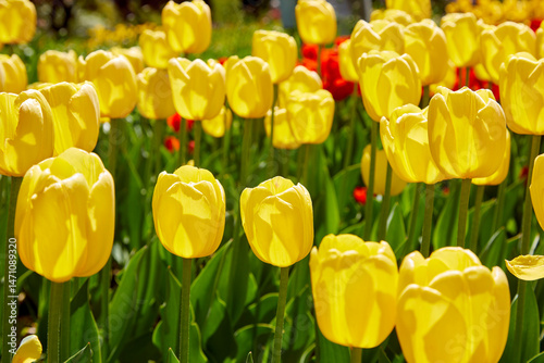 Yellow spring garden with perfect tulips on a beautiful day in may
