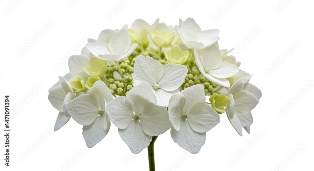 Fototapeta premium White hydrangea flower blossom close-up on a white background.
