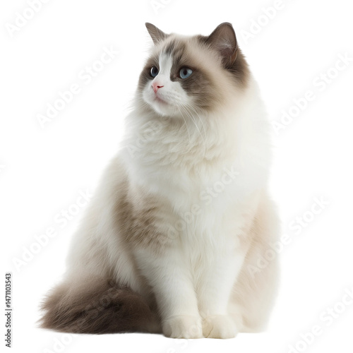 Cute Ragdoll cat sits upright with natural posture,PNG,clipart,transparent,clean and minimal look