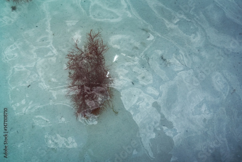 Brown Seaweed On Light Underwater Surface