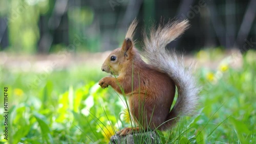 A squirrel runs on the grass