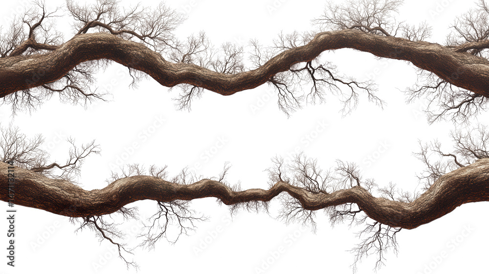 Obraz premium Magnificent Tree Branches Frame with PNG transparent background Design Element