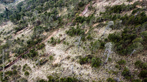 Illegal logging zone showing clear signs of deforestation and forest damage. A critical environmental issue threatening ecosystems and contributing to climate change.
