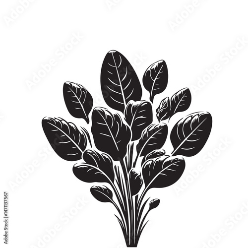 Spinach Leaves Silhouette Vector Set

Black and White Spinach Leaf Icons

Organic Spinach Vector Illustration