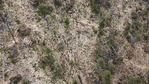 Illegal logging zone showing clear signs of deforestation and forest damage. A critical environmental issue threatening ecosystems and contributing to climate change.
