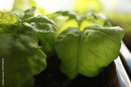 green basil leaf surface texture