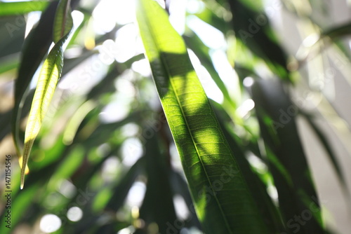 long narrow ficus leaves close up