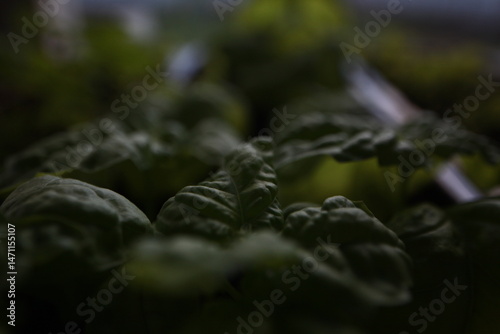 green basil leaf surface texture