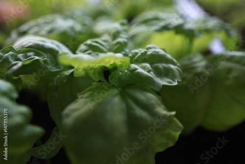 green basil leaf surface texture