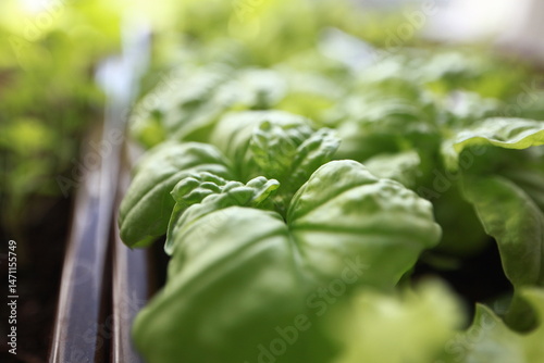 green basil leaf surface texture