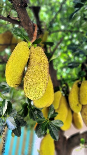 Jackfruit tree with young and very dense fruit