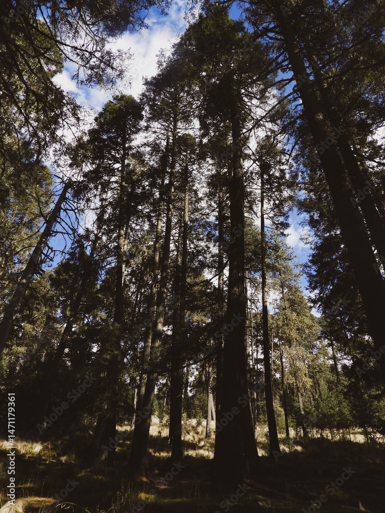 Fototapeta premium Sacred Oyamel Forest: Misty Abies religiosa Canopy