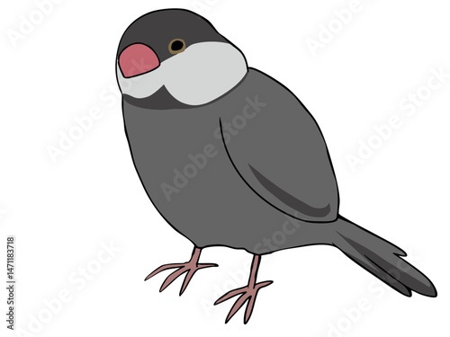 色とりどり 文鳥
