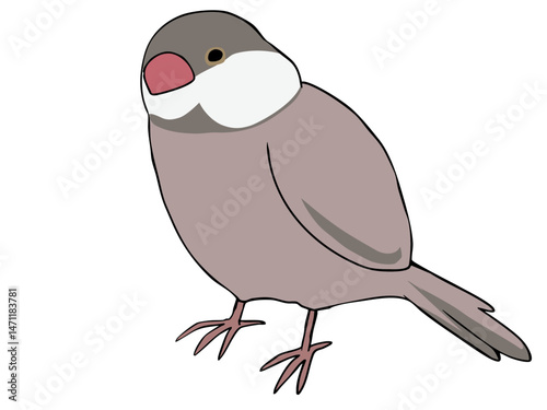 色とりどり 文鳥 シナモン