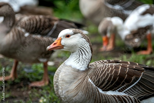 Close up shot of white wild goose in the farm