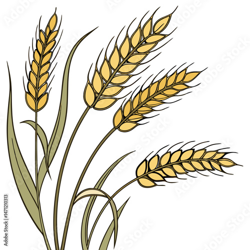  Wheat Ears Illustration ,Harvest Theme Vector