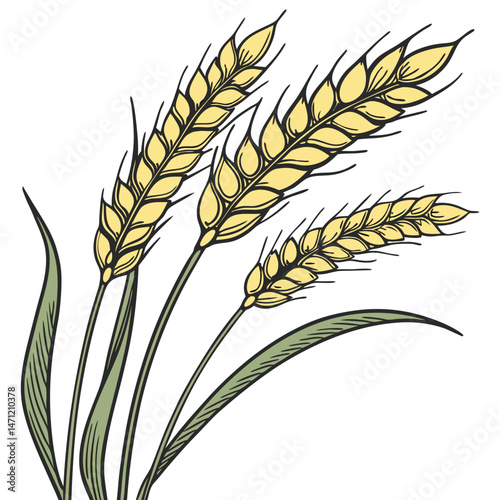  Wheat Ears Illustration ,Harvest Theme Vector