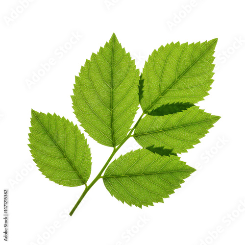 Bright green leaf with natural texture isolated on black background vector illustration download on transparent background