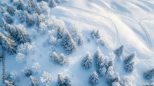 Aerial view of frosted evergreen trees on snowy landscape.