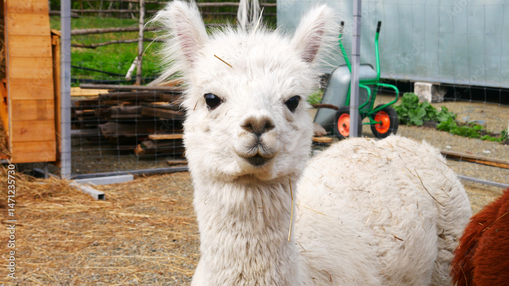 Obraz premium A portrait of a cute white alpaca on the ranch