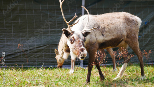 A beautiful deer grazing in a paddock on the grass