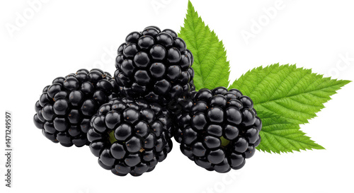 Fresh Blackberries with Leaves Isolated on Transparent PNG Background photo
