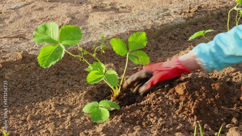 A person plants strawberry sprouts in the ground. Spring gardening. Gardening and horticulture concept.