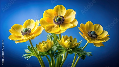 Vibrant Yellow Anemones on Blue Background - Low Light Floral Art