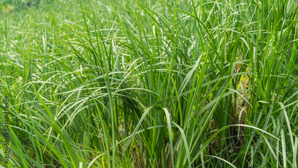 Fototapeta premium Tall, fresh, juicy green grass. The long thin grass-blades bend down. Full-screen background. Close-up.