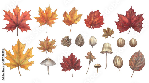 Watercolor painting of autumn leaves, mushrooms, and nuts PNG transparent background