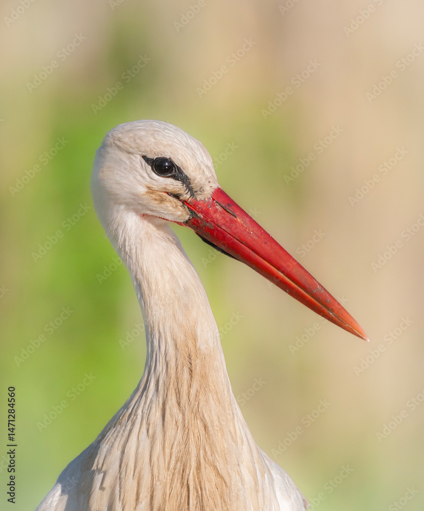 Fototapeta premium white stork ciconia
