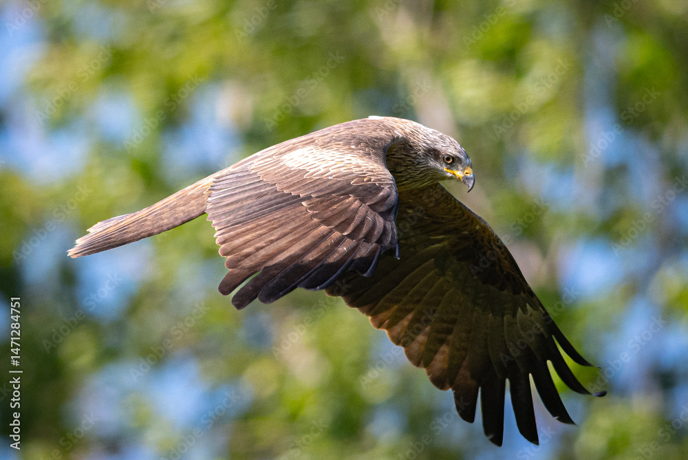 Obraz premium red tailed hawk