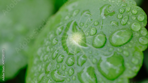 Beautiful details of nature,water drop,green leaf,cover page,coverspace