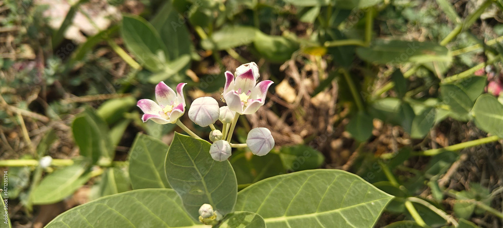 Close up shoot of Calotropis procera. Close up shoot of Calotropis procera.