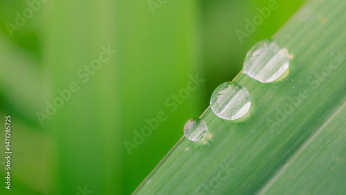 Beautiful details of nature,water drop,green leaf,cover page,coverspace