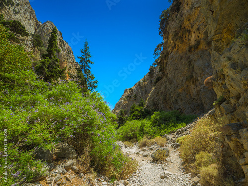 Gorge hiking trail in dry season with purple flowers on the sides (Imbros Gorge, Crete, Greece)