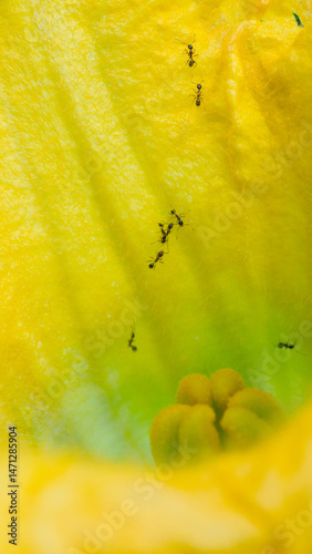 Black ants in nature photographed with macro