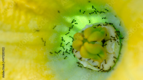 Black ants in nature photographed with macro