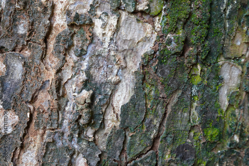  Close-Up Texture of Tree Bark with Moss and Natural Patterns