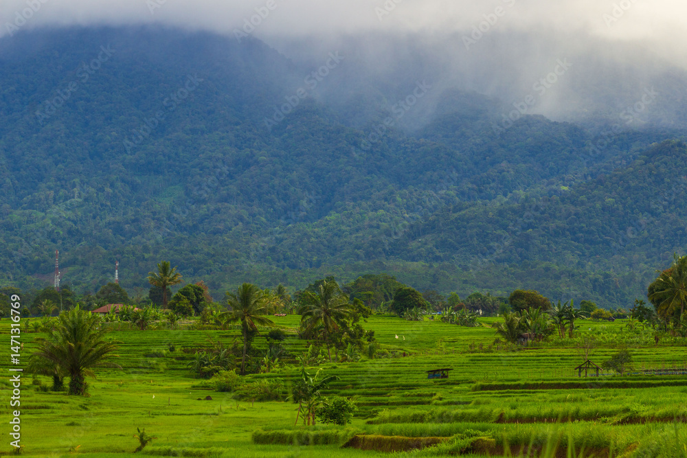Naklejka premium Beautiful morning view indonesia Panorama Landscape paddy fields with beauty color and sky natural light