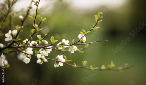 beautiful blooming apple trees on a spring day as a natural background