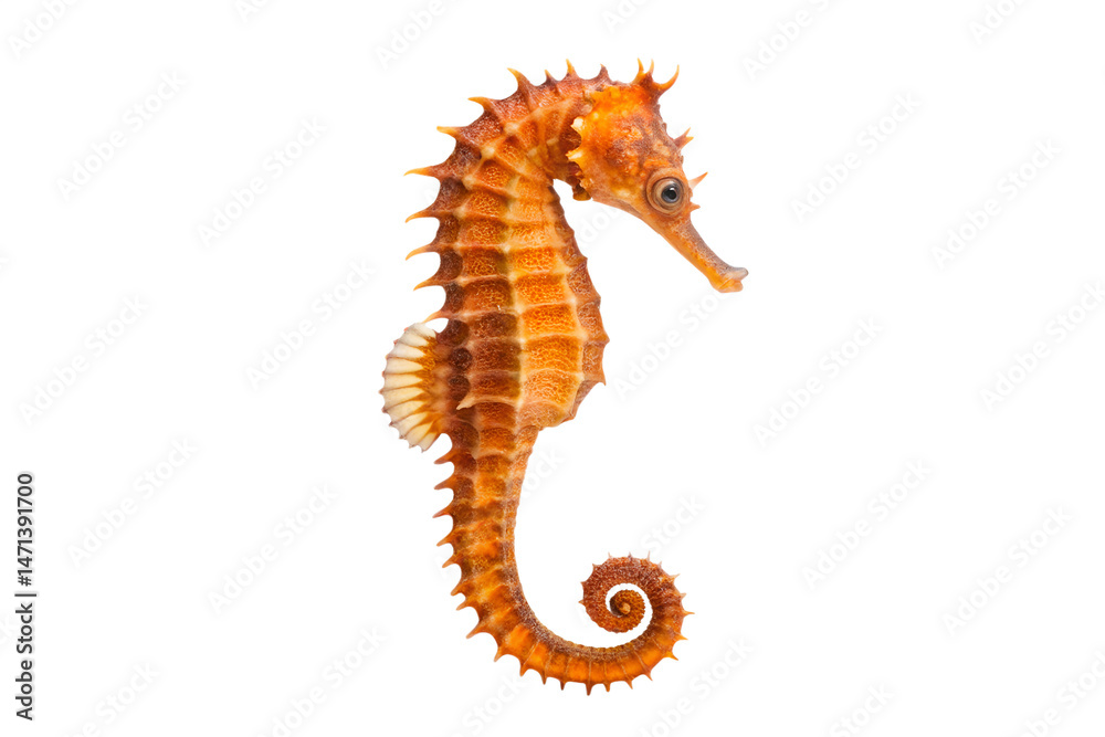 Obraz premium Orange seahorse isolated on black background exotic marine life portrait, seahorse, orange, black background, isolated, marine life, aquatic, ocean, sea, tropical, animal, wildlife, underwater, nature