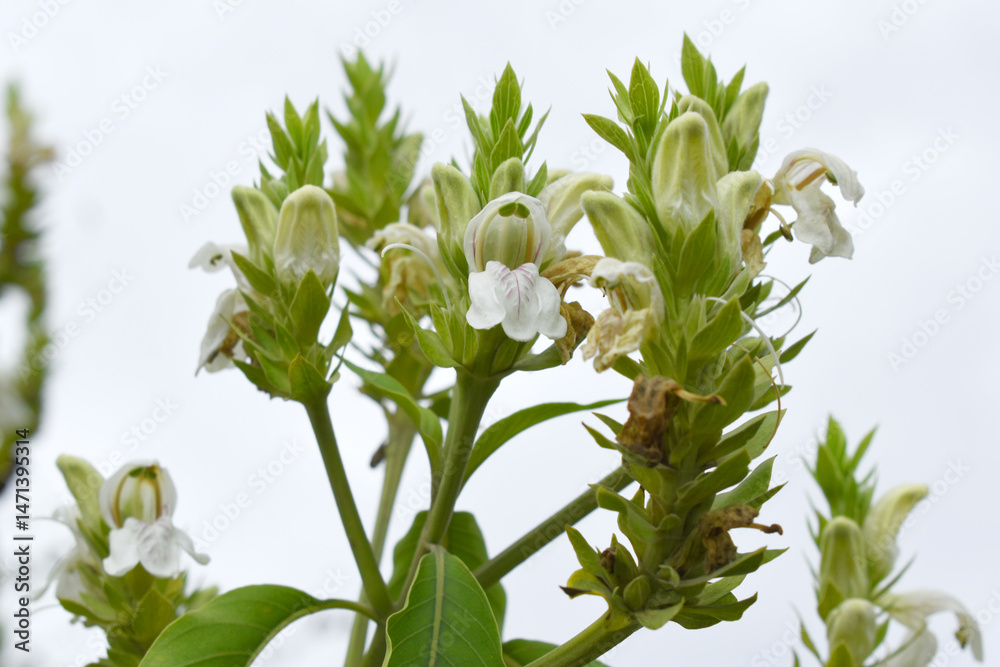 Obraz premium A green Plant of Justicia adhatoda vasica or malabar nut plant in selective focus and background blur, the white Justicia adhatoda blossom in spring, Chakwal, Punjab, Pakistan