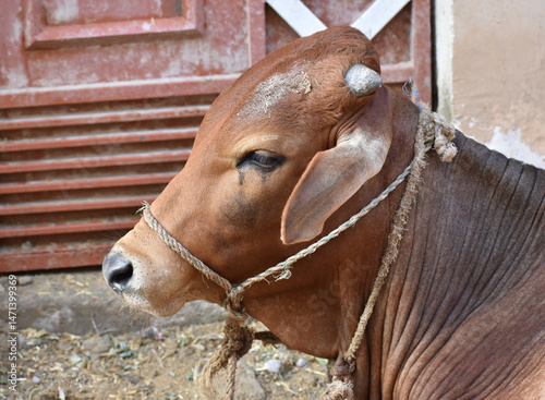Bulls Head Close Up, Beautiful cow for sale in the market for the sacrifice feast of Eid, Cattle breeders tie their cows up for sale at the bull market ahead of the Eid al-Qurban. Sacrifice