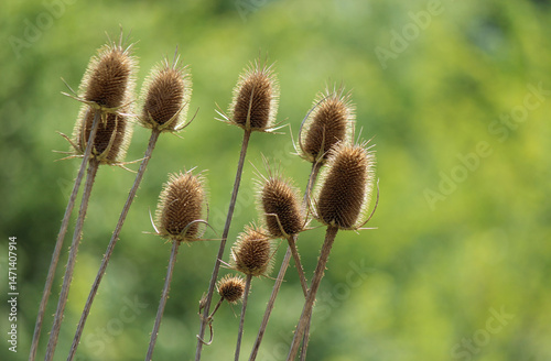 Wild teasel plant (Dipsacus sylvestris)