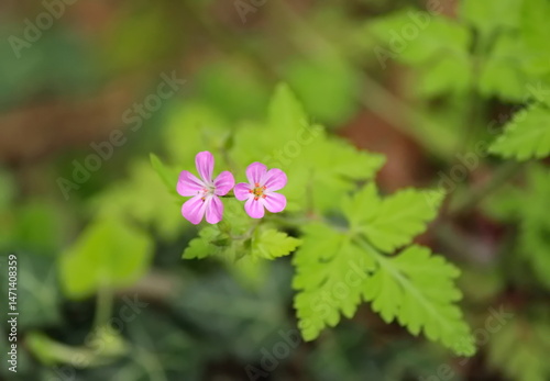 Canvastavla Herb Robert plant (geranium robertianum)